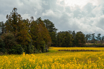 Obraz premium Yellow rape flower field at Hangpaduri Hangmong Historic Site in Jeju island, Korea
