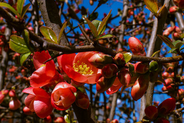 red flowers on bush