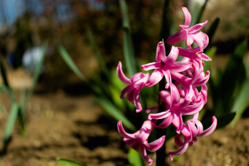 pink and yellow flower hyacinth