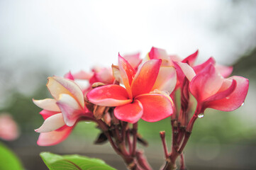 plumeria close up in selective focus point