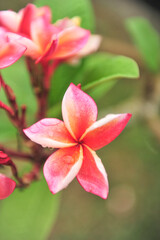 Obraz premium plumeria close up in selective focus point