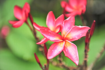 Fototapeta premium plumeria close up in selective focus point