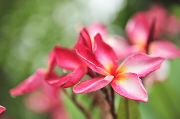 plumeria close up in selective focus point