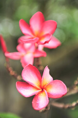 plumeria close up in selective focus point