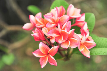 Obraz premium plumeria close up in selective focus point