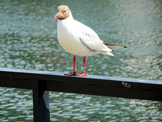 Seagull Above a Green Sea
