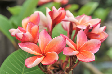 plumeria close up in selective focus point