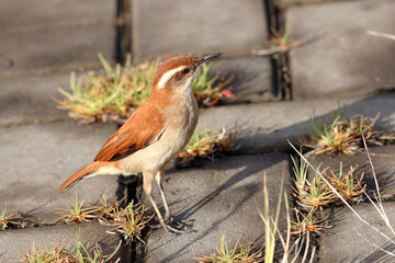 Wing-banded Hornero (Furnarius figulus) perched on a sidewalk