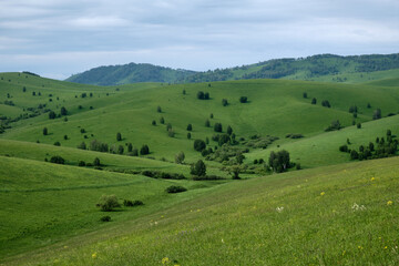 Fototapeta na wymiar Mountain meadows of Altai.