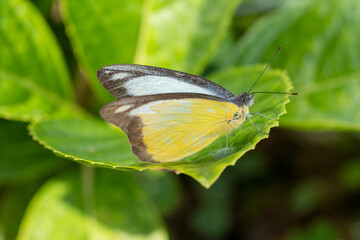 Close-up of a beautiful butterfly (Appias Lyncida) sitting a leave / flower