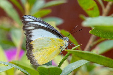 Close-up of a beautiful butterfly (Appias Lyncida) sitting a leave / flower