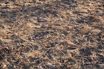 Old dry grass, leaves and needles on the sand.