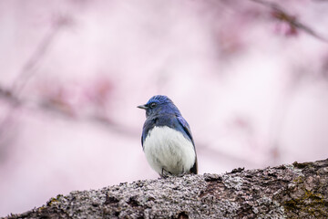 Obraz premium 北海道の5月、桜と青い鳥。 