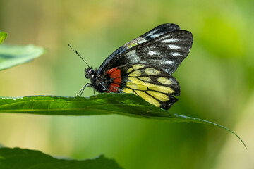 Close-up of a beautiful butterfly (Delias Pasithoe) sitting a leave / flower
