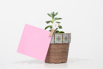 Memo, note holded by a wooden clip in the form of a tooth on a pot with a green plant. White background. Space for text.
