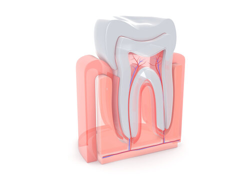 3d illustration of the anatomical view of the inside of a molar, tooth. Transparent style on white background.