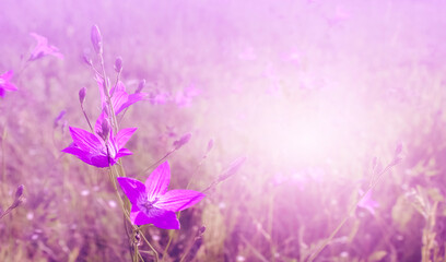 Fototapeta na wymiar Blooming violet Siberian bellflowers on a very unfocused background, selective focus.tinted photo.