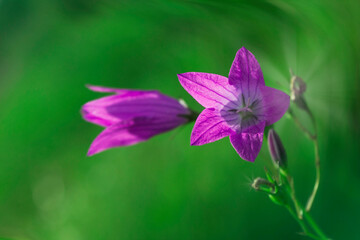Fototapeta na wymiar Blooming violet Siberian bellflowers on a very unfocused green background, selective focus.