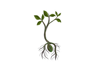 growing tree seeds vector illustrations