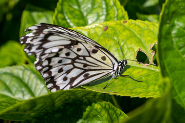Close-up of a beautiful butterfly (Large Tree Nymph) sitting a leave / flower