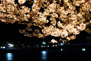 夜の桜
