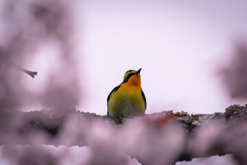 北海道の5月、遅い春に山桜とキビタキ。
