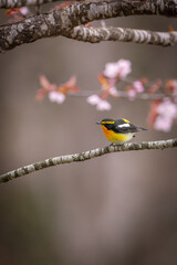 Naklejka premium 北海道の5月、遅い春に山桜とキビタキ。 