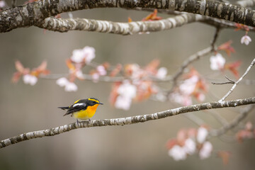 Naklejka premium 北海道の5月、遅い春に山桜とキビタキ。 