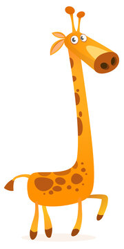 Funny giraffe cartoon design. Vector illustration isolated on white