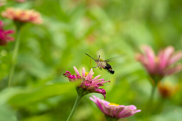Close-up of a beautiful butterfly (Pellucid Hawk Moth) sitting a leave / flower