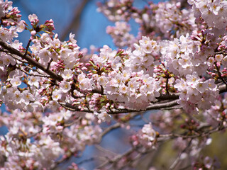 桜