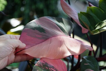 Beautiful pink and dark green variegated leaf of Philodendron Pink Princess, a popular houseplant