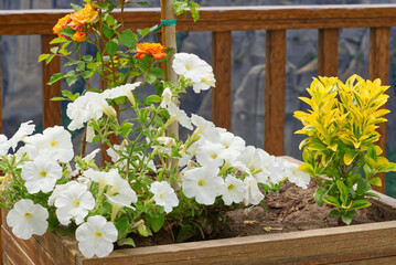 Meteora monastery courtyard, Greece. Mountains, flowers and beautiful views. close up