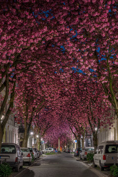 Kirschblüte in Bonn, Deutschland