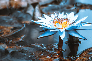 nature lyon lotus fleur parc de la tête d'or © Mr Yosuke
