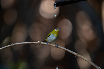Japanese White - eye