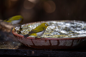 Japanese White - eye