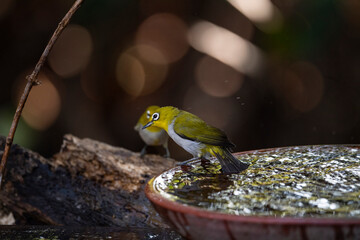 Japanese White - eye