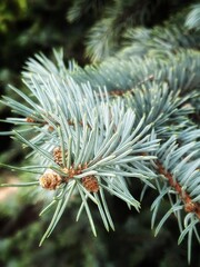 Close up branch of a pine. Green nature background with selective focus