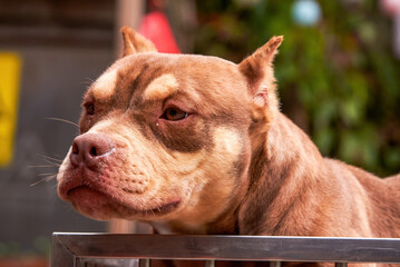 A mighty pit bull in a pet shop