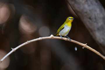 Fototapeta premium Japanese White - eye