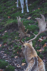 automne sur le parc de la tête d'or de lyon