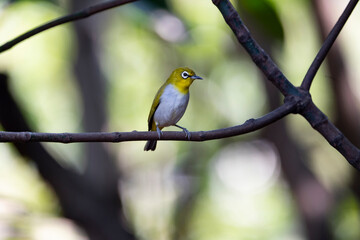 Japanese White - eye