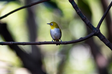 Japanese White - eye