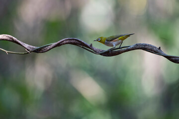 Chestnut - flanked White - eye