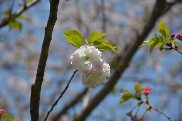 light pink and white sakura flowers with green leaves on a tree in sunny day