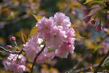 groups of pink sakura flowers blossom on the branch in sunny day in the park