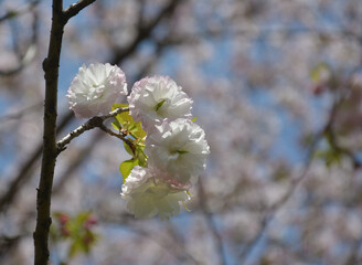 Obraz premium a branch of light pink sakura flower blossoms in sunny spring day