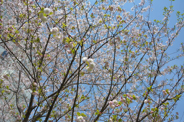 tree of light pink sakura flowers blossom under the blue sky in spring sunny day