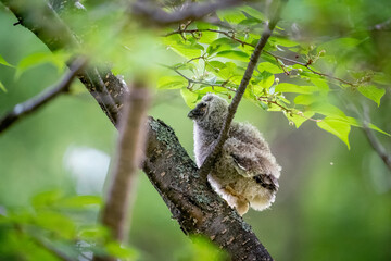 北海道の6月、トラフズクのヒナの大冒険。
